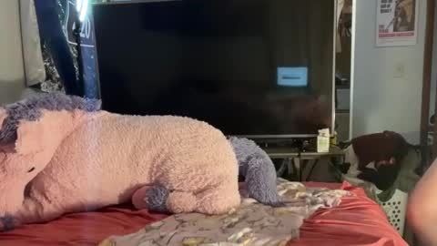 gockinmyrari online show from February 20, 5:58 am