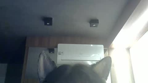 skinnykittencam online show from February 9, 6:53 am